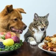 Alimentos proibidos para pets