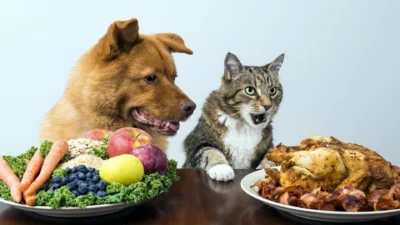 Alimentos proibidos para pets