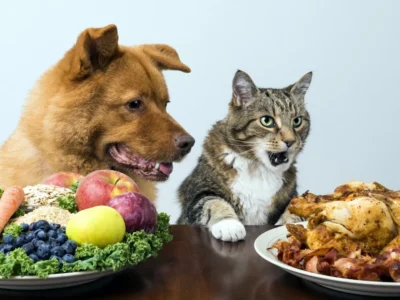 Alimentos proibidos para pets