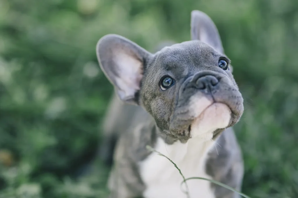 bulldog Francês - Raças de pequeno porte