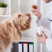 Como dar remédio para cães e gatos