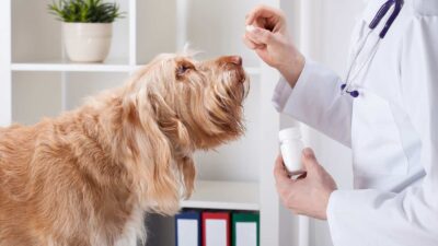 Como dar remédio para cães e gatos