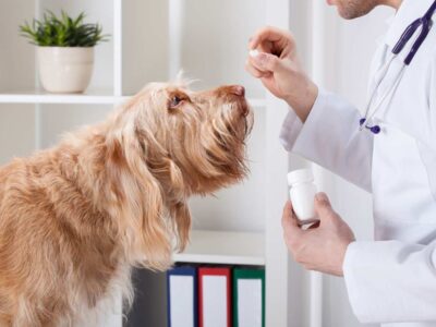 Como dar remédio para cães e gatos
