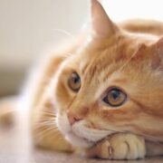 Gato laranja