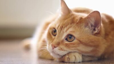 Gato laranja