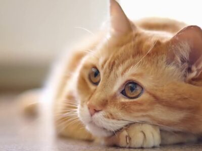Gato laranja