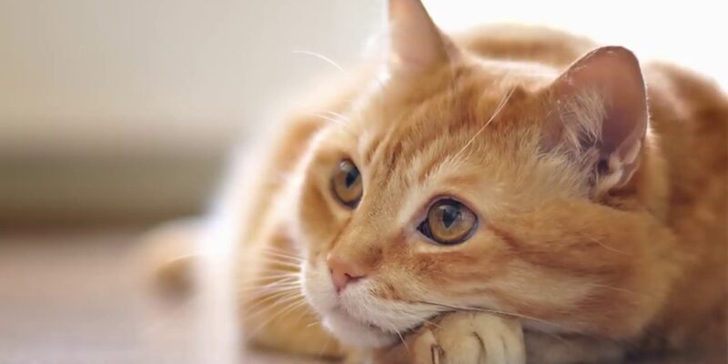 Gato laranja