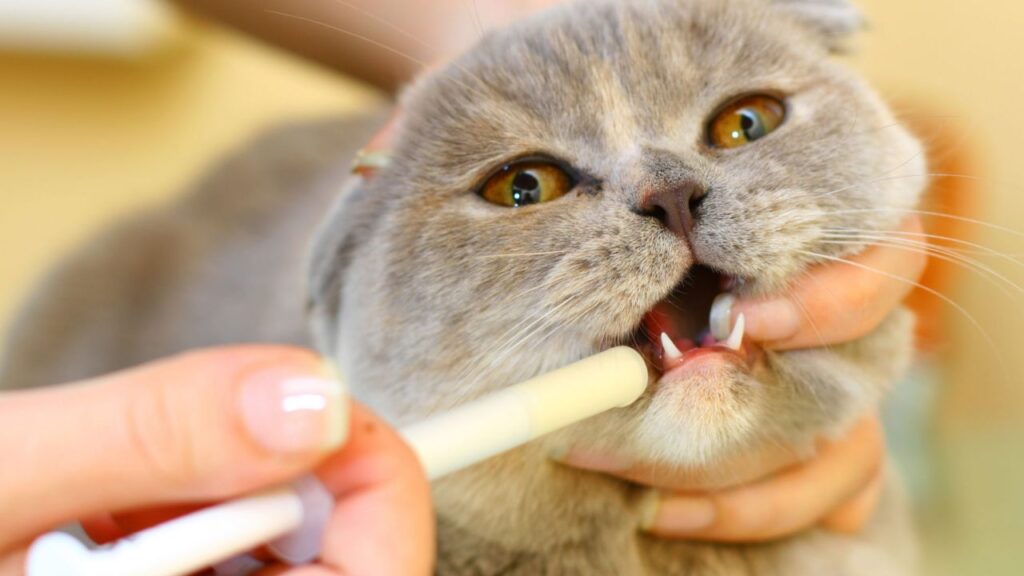 Como dar remédio para cães e gatos