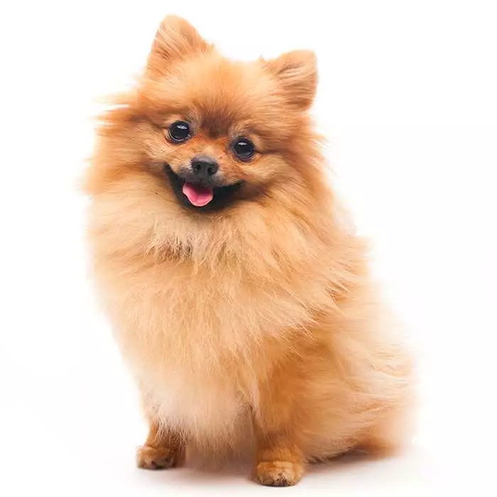 lulu da pomerânia