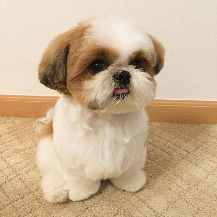 shih tzu - Raças de pequeno porte