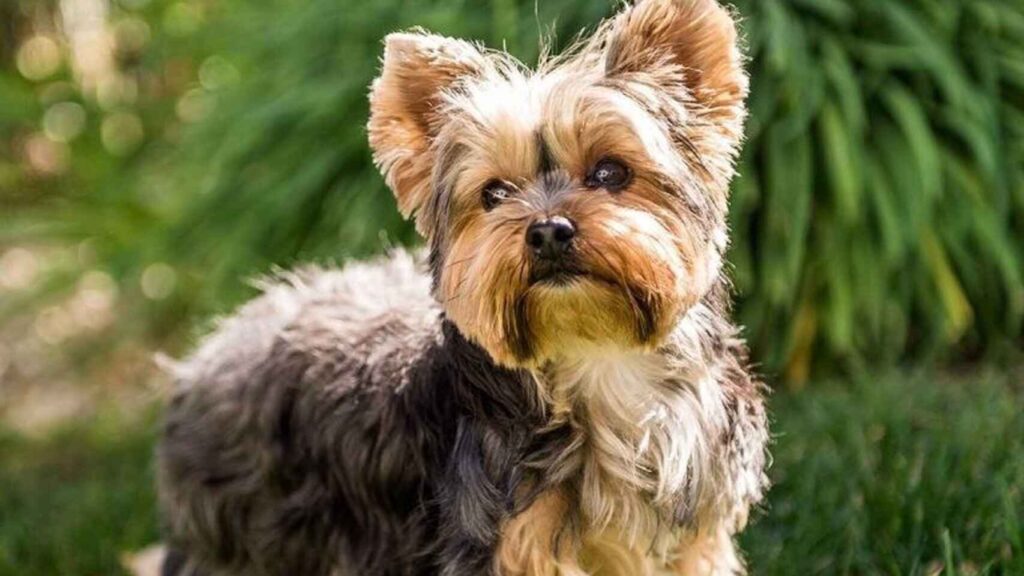 Yorkshire Terrier - Raças de pequeno porte