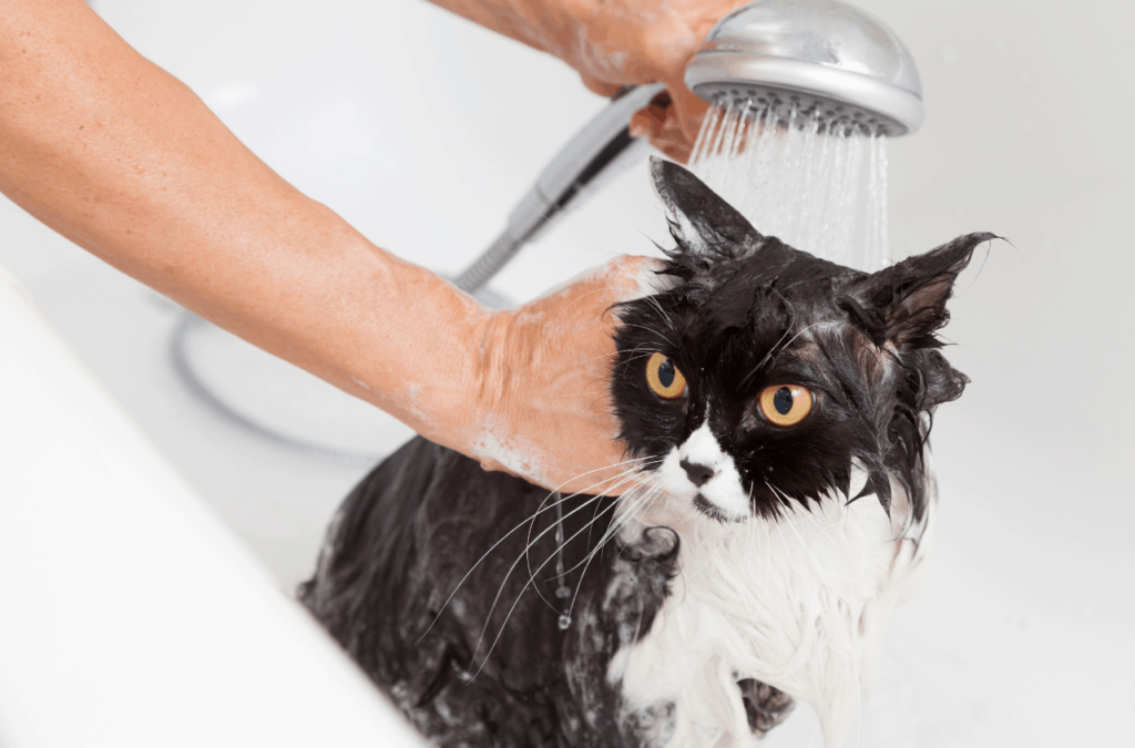 gato tomando banho de chuveirinho