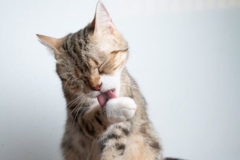 Gato se lambendo
