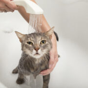 gato tomando banho