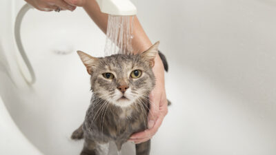 gato tomando banho