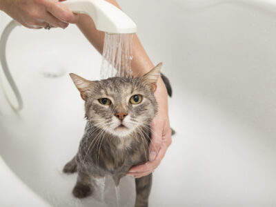 gato tomando banho