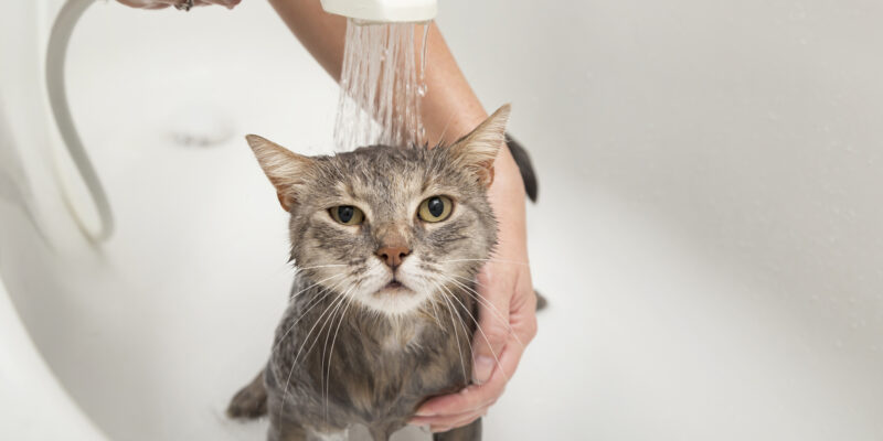 gato tomando banho