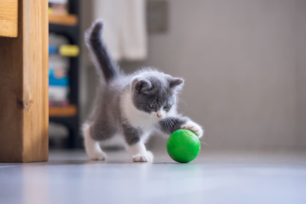 1 bolinha - Jogos para Gatos