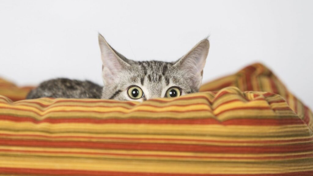 2 esconde-esconde - Jogos para Gatos