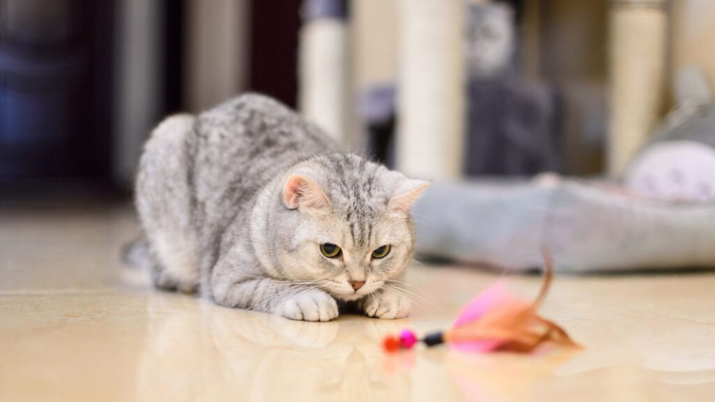 3 jogos de caça - Jogos para Gatos