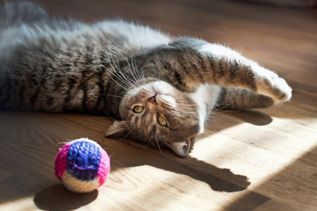4 brinquedos - Jogos para Gatos