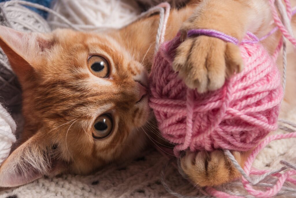 5 barbante - Jogos para Gatos