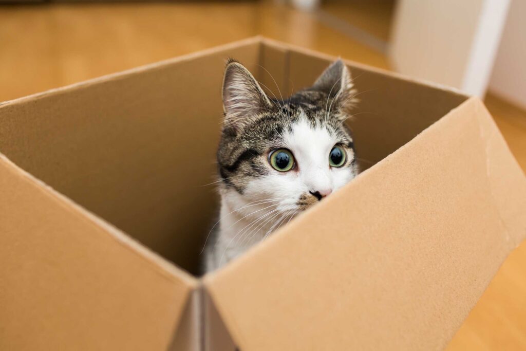 6 Papelão - Jogos para Gatos