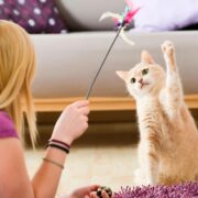 Jogos fáceis para jogar com o seu gato