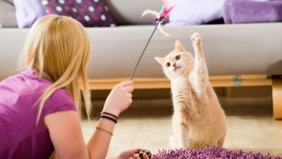 Jogos fáceis para jogar com o seu gato