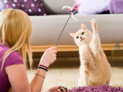 Jogos fáceis para jogar com o seu gato