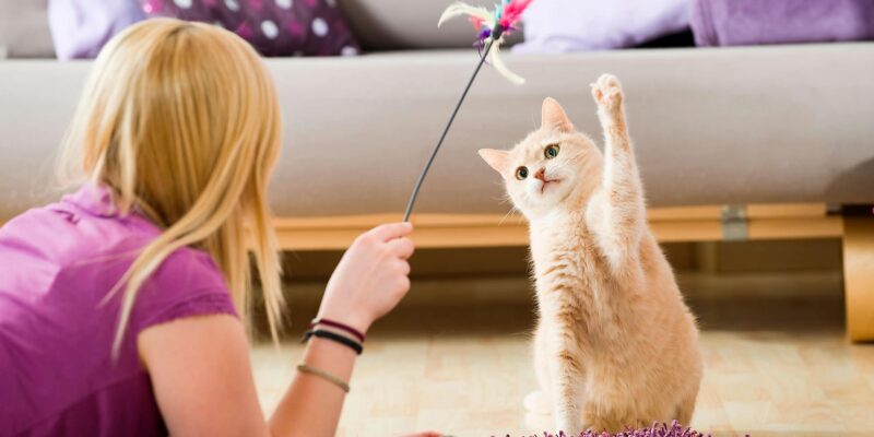 Jogos fáceis para jogar com o seu gato