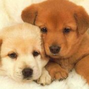 Onde e como comprar cachorro com segurança