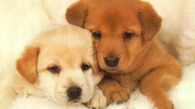 Onde e como comprar cachorro com segurança