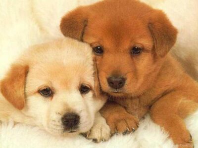 Onde e como comprar cachorro com segurança