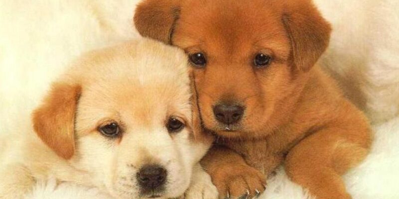 Onde e como comprar cachorro com segurança