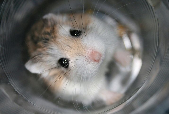 Brinquedos para hamsters