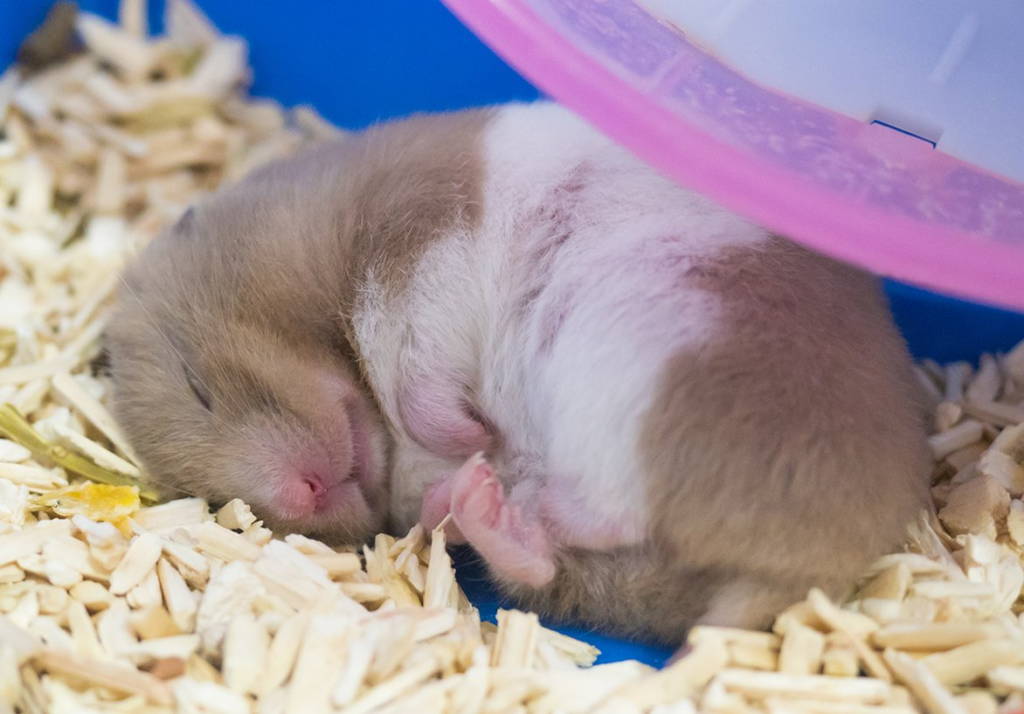 Hábitos de hamsters