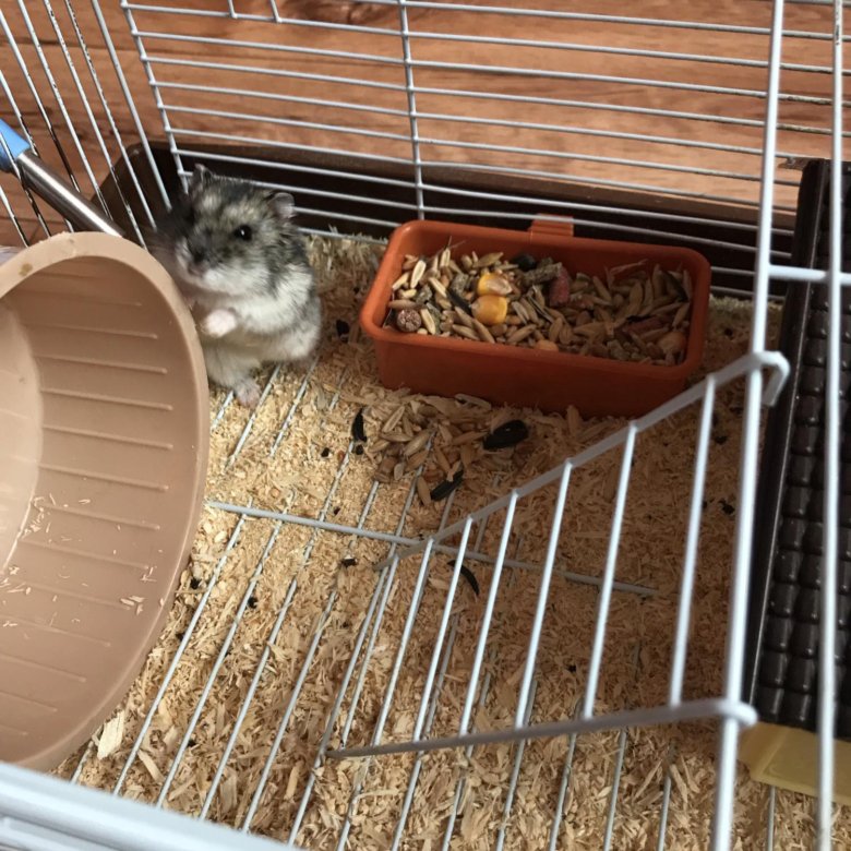 Como limpar gaiola de hamsters