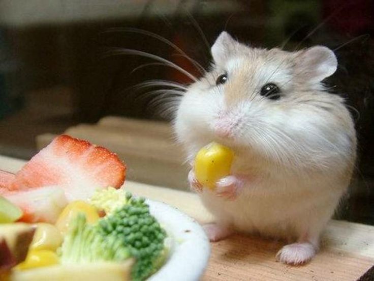 Alimentação para hasmters