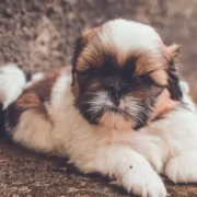 cachorro shih tzu