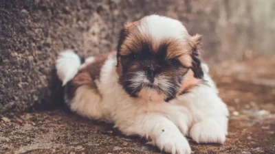 cachorro shih tzu