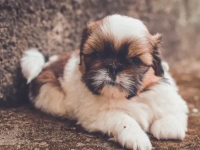 cachorro shih tzu