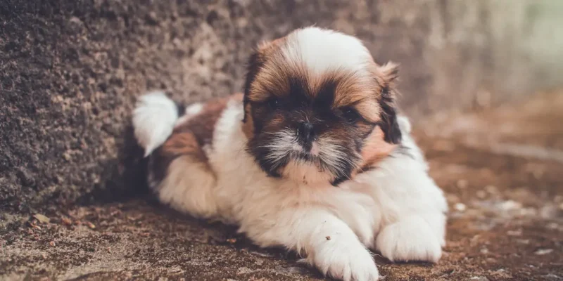 cachorro shih tzu