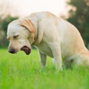 cachorro vomitando espuma branca