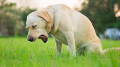cachorro vomitando espuma branca