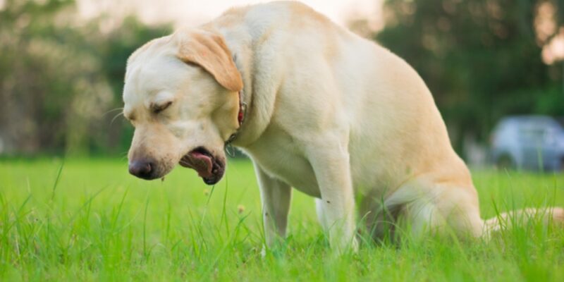 cachorro vomitando espuma branca