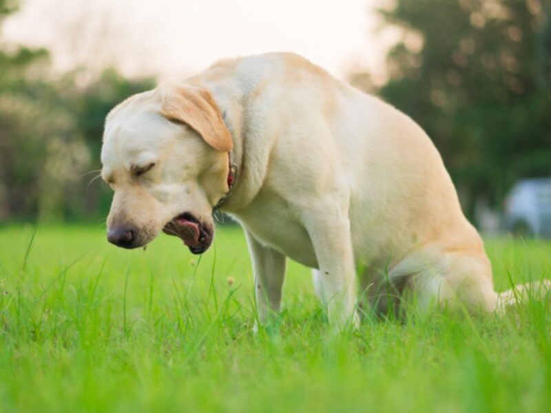 cachorro vomitando espuma branca