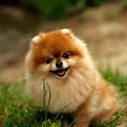 lulu da pomerânia