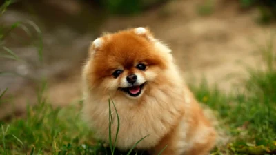lulu da pomerânia