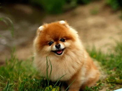 lulu da pomerânia